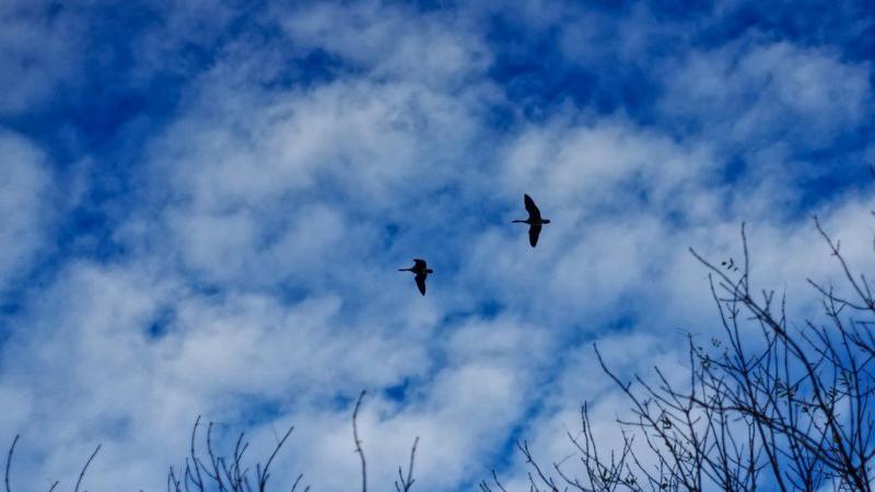 Photo of two birds flying in the sky